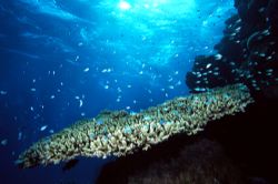Great Barrier Reef 
Canon EOS 300, 20mm, two ikelite str... by João Paulo Krajewski 